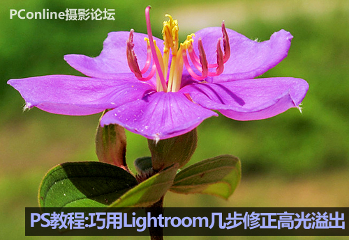 PS教程:巧用Lightroom几步修正高光溢出